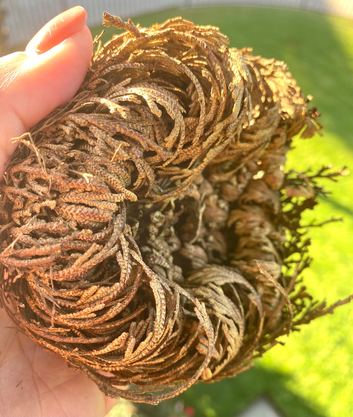 ROSE OF JERICHO